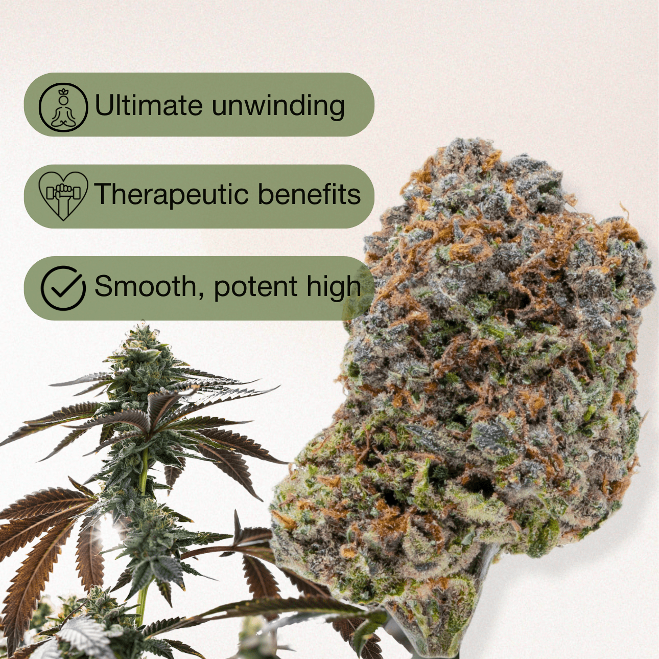THC-A AAAA Exotic Flower